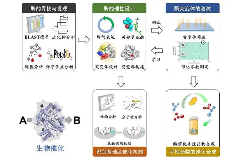 我国更多工业酶制备企业获得高新技术企业认证