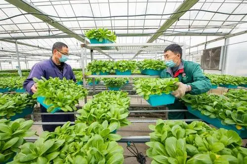 【高新技术企业】创新引领中国种业腾飞种业核心竞争力显著增强